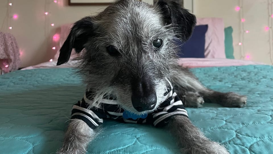 photograph of monty the dog sitting on the bed